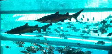 01 golden-nugget-shark-tank-pool-1.jpg