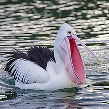 220px-Australian_Pelican_showing_large_pouch.jpg