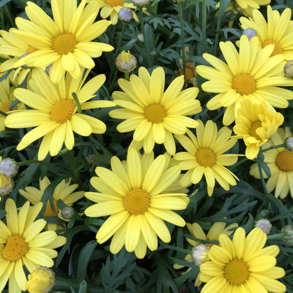 ARGYRANTHEMUM_GOLDEN_BUTTERFLY_MARGUERITE_DAISY_GC_ARGGB_01-1024x1024.jpg