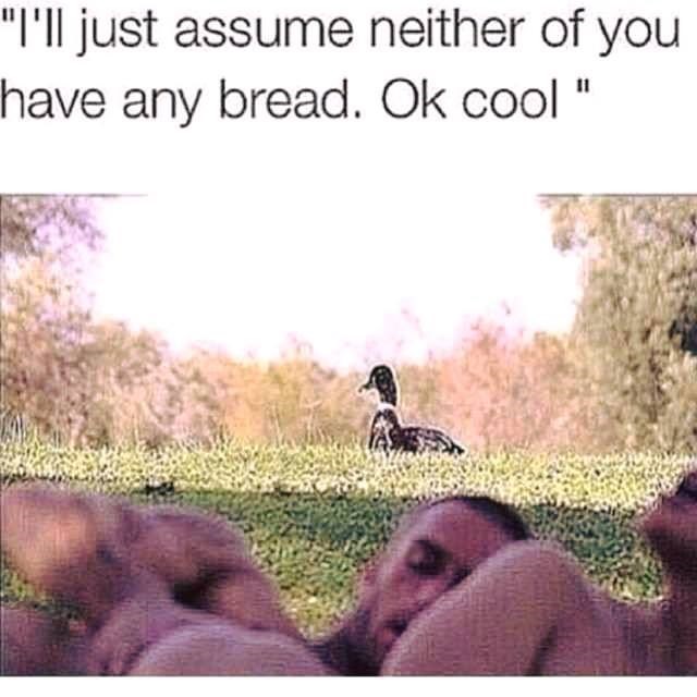 bird-just-assume-neither-have-any-bread-ok-cool.jpeg