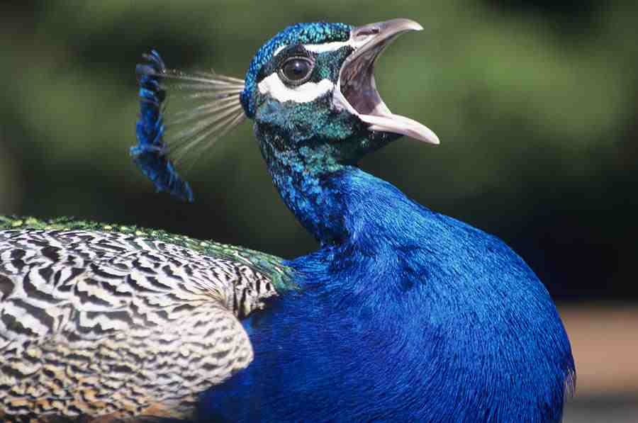 blue-peacock-david-aubrey.jpg