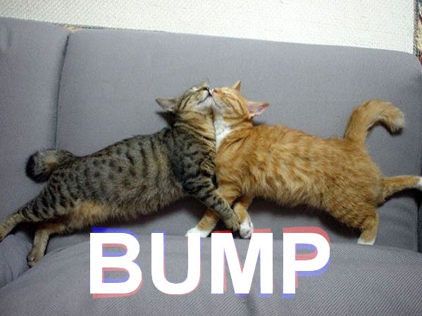 bump-cats.jpg