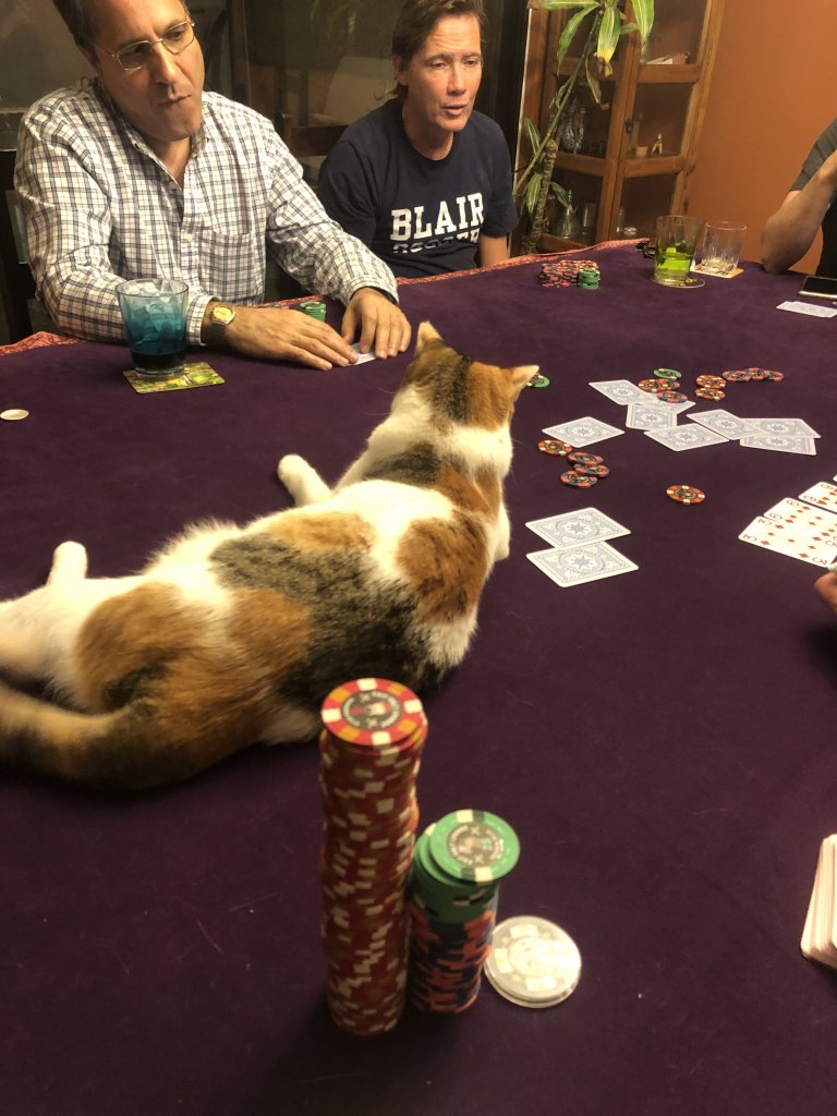 cat poker.jpeg