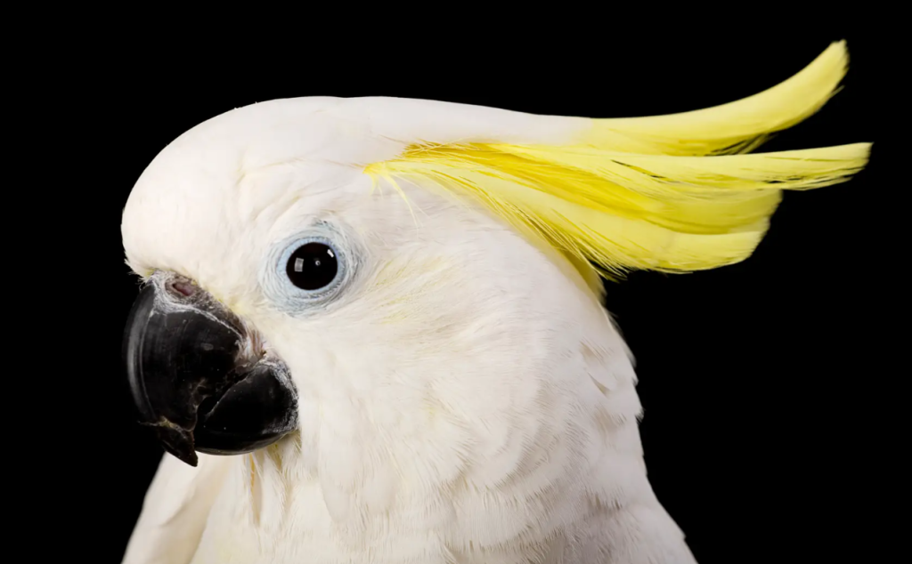 Cockatoo.png