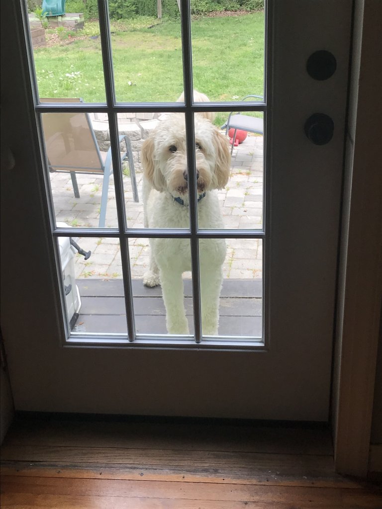 Cooper at door.jpg