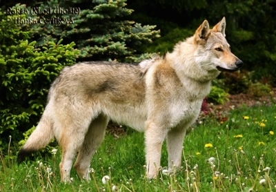 CzechoslovakianWolfdogRakshaAdultPurebredDogDogs.jpg