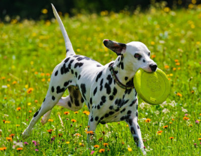 dalmatian2.jpg