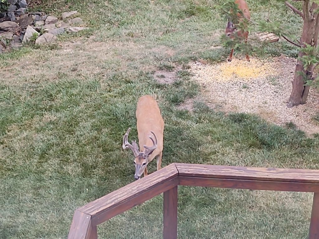 deer1.jpg