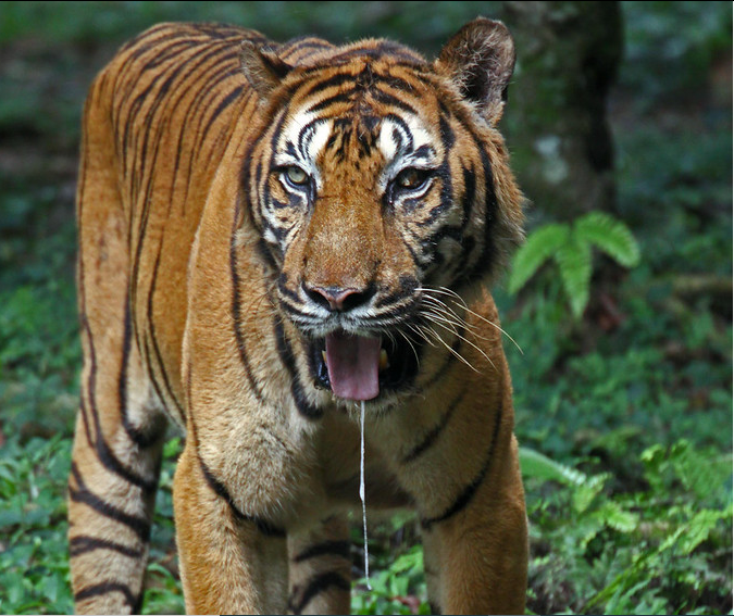 drooling tiger.png