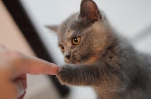 Fist-bump-by-kitten.jpg