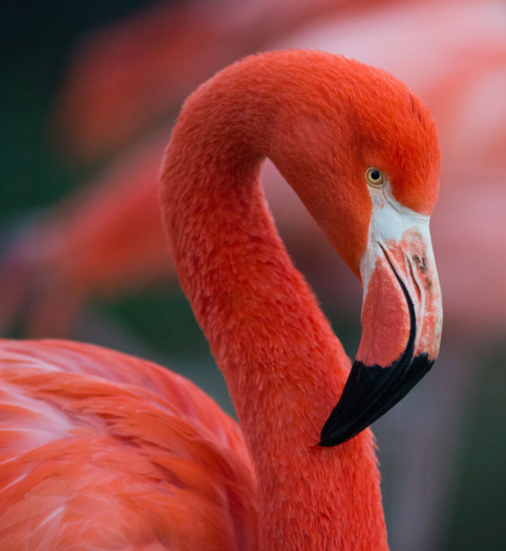 Flamingo.png