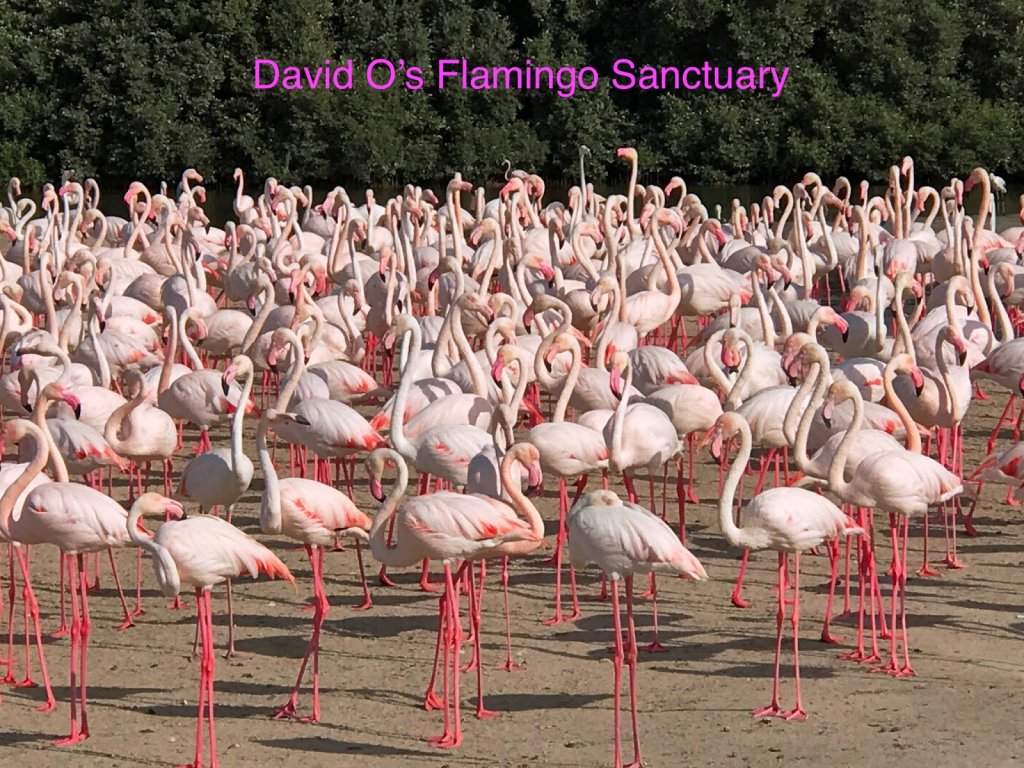 Flamingo Sanctuary.JPG