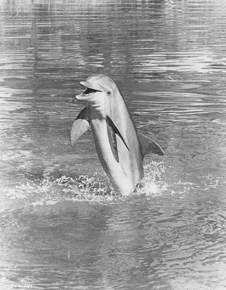 Flipper_The_Dolphin_1968.jpg