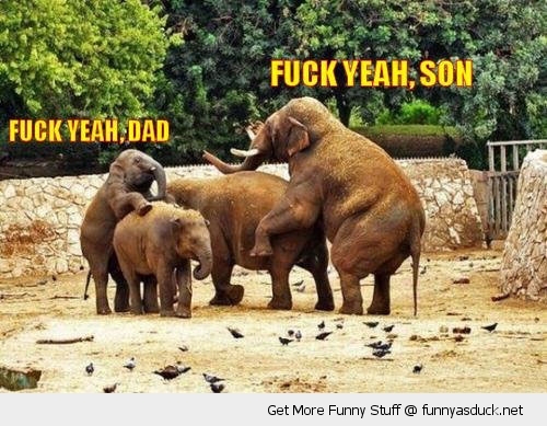 funny-fuck-yeah-elephants-dad-son-sex-pics.jpeg