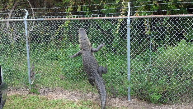 GatorFence.jpg