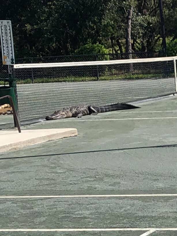 GatorTennis20190927.jpg