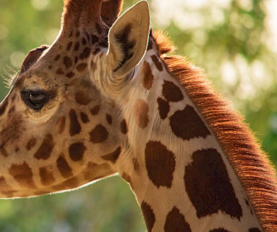 Giraffe.png