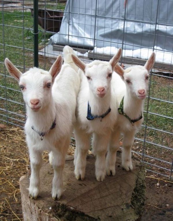 Goat - three white Goats.jpg