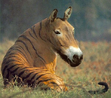 Horse-With-Funny-Tiger-Stripes.jpg