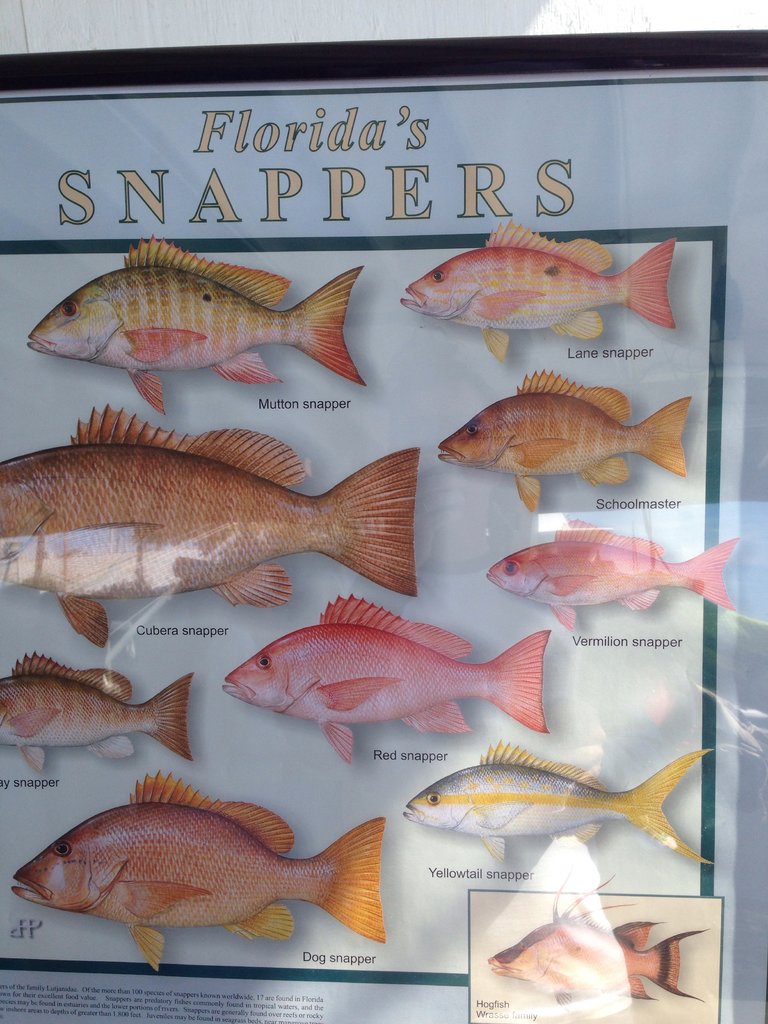 Snapper