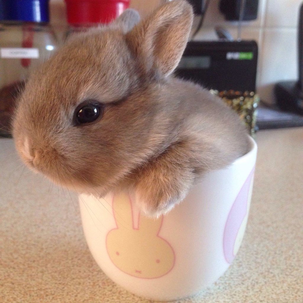 baby teacup bunnies