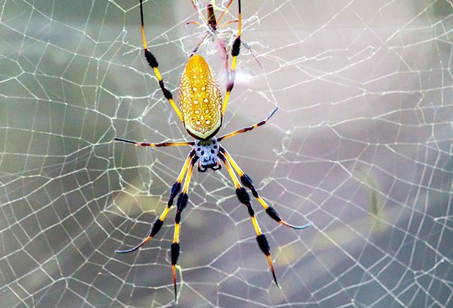 is-a-banana-spider-bite-poisonous.jpg