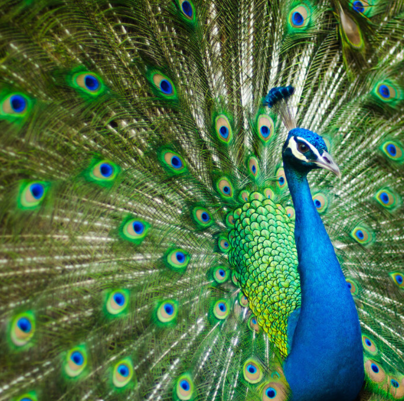 Peacock.png