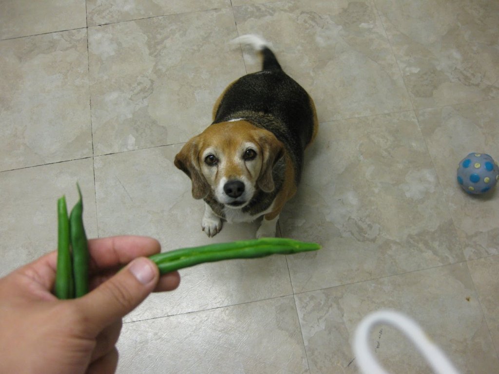 Rolo Green Beans.jpg