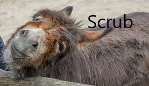 scrub donkey.jpg