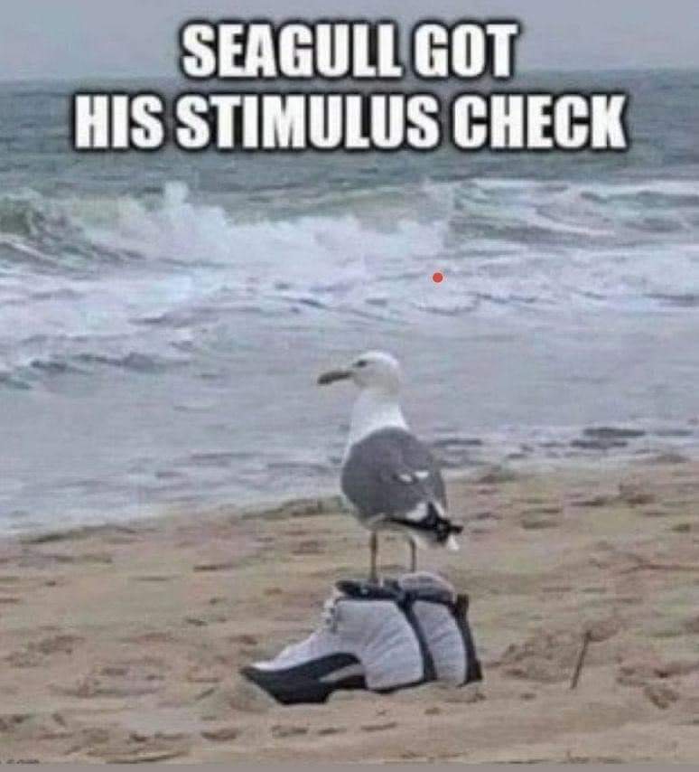 seagull.jpg