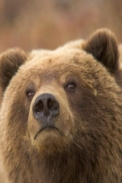 Skeptical bear.jpg