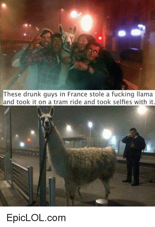 these-drunk-guys-in-france-stole-a-fucking-llama-and-22831735.png