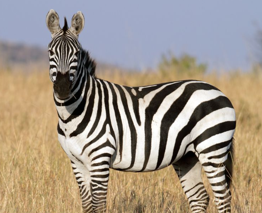 Zebra.png